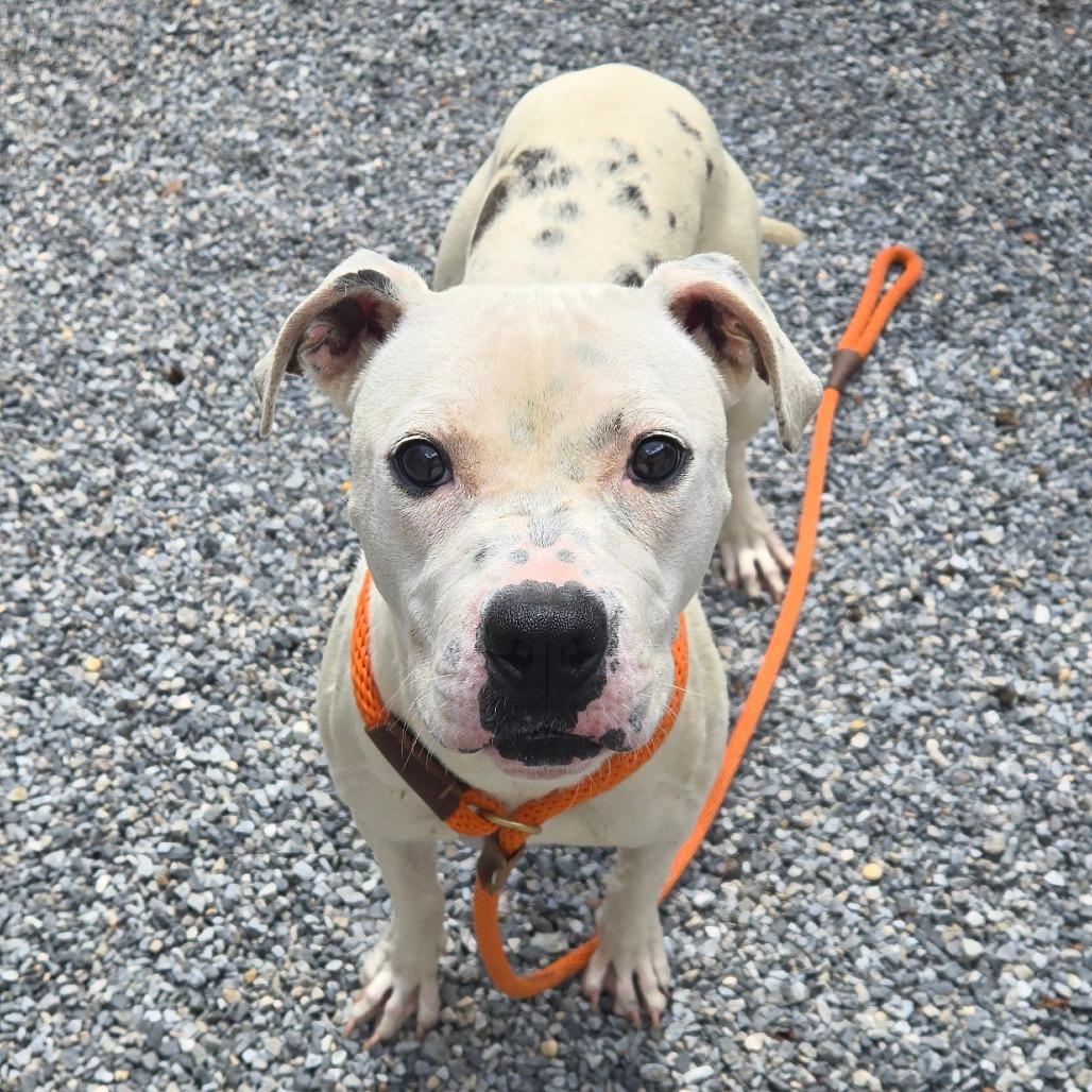 Enlarge Perdita, a Adoptable mixed breed in York, PA image 1/6