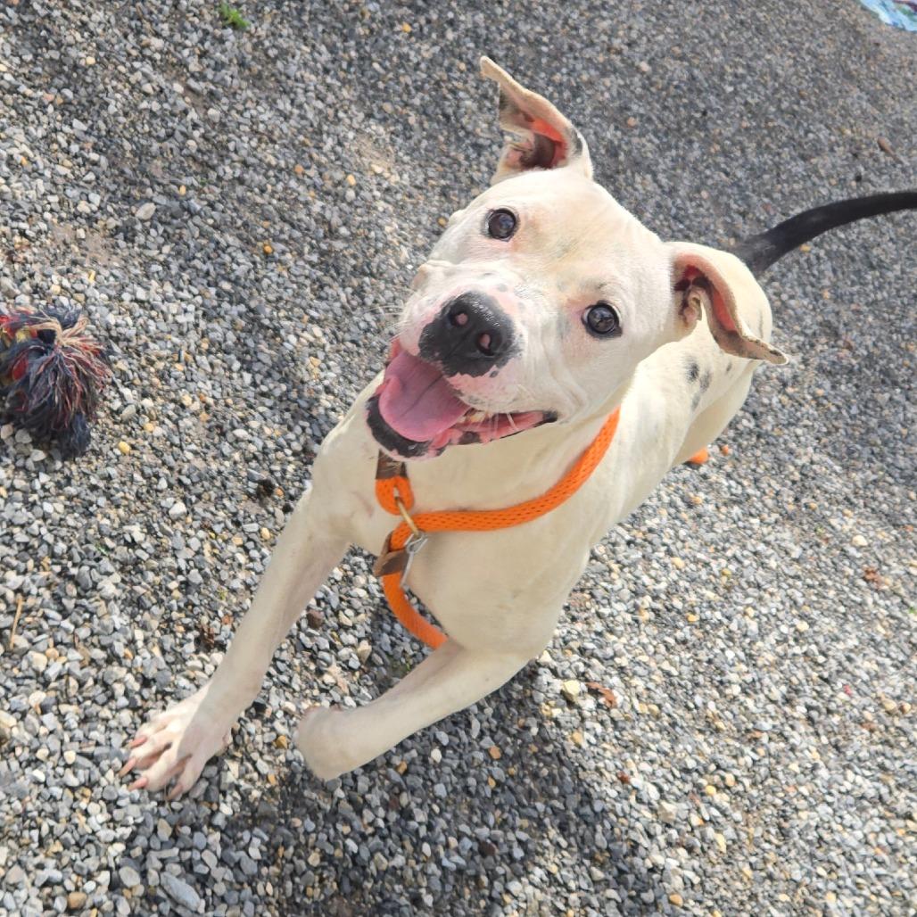 Enlarge Perdita, a Adoptable mixed breed in York, PA image 2/6