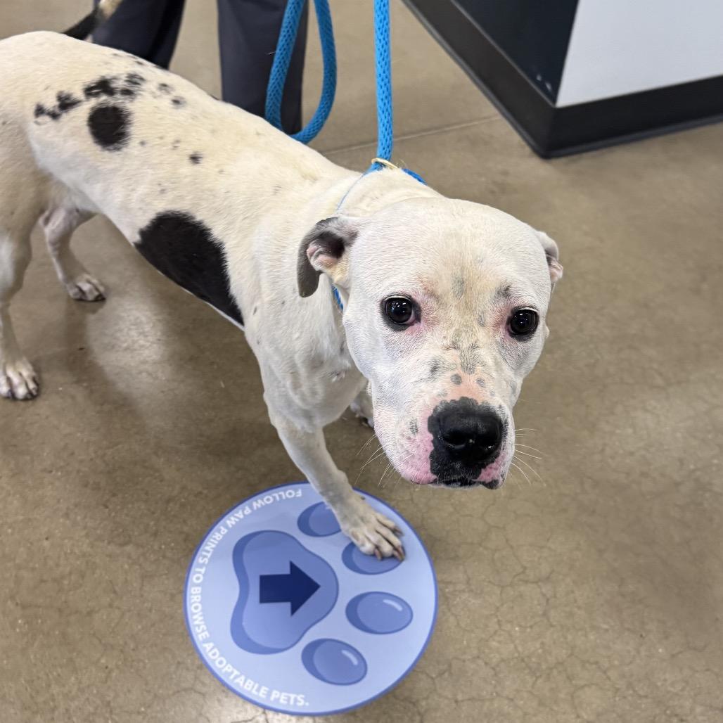 Enlarge Perdita, a Adoptable mixed breed in York, PA image 3/6