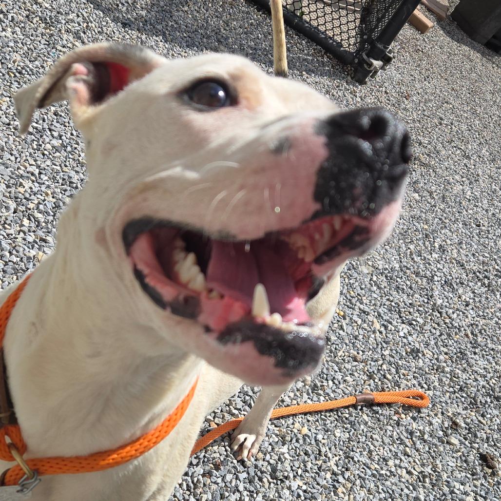 Enlarge Perdita, a Adoptable mixed breed in York, PA image 4/6
