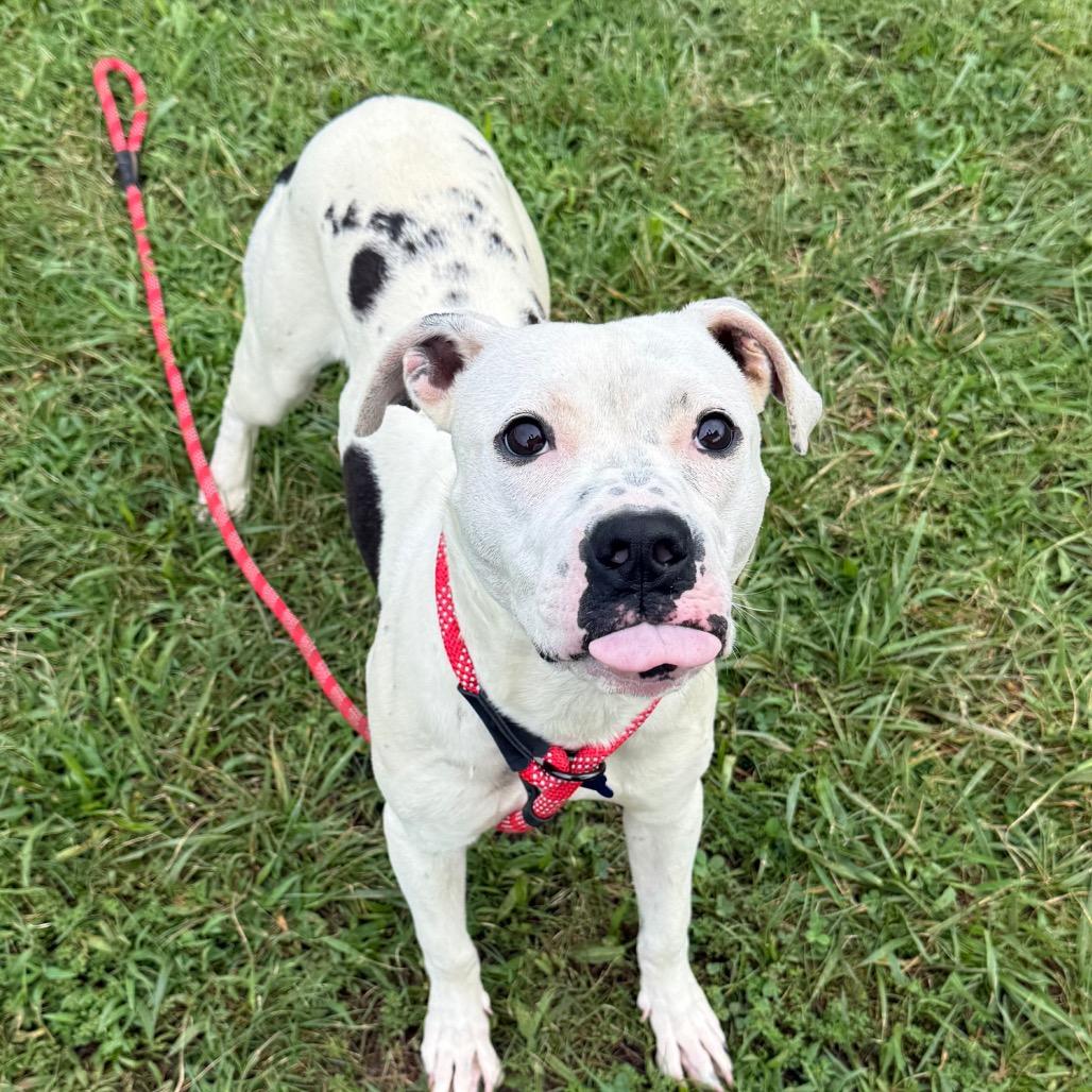 Enlarge Perdita, a Adoptable mixed breed in York, PA image 5/6