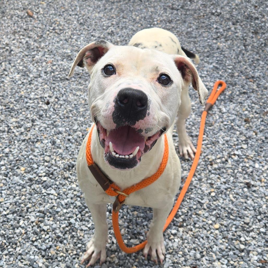 Enlarge Perdita, a Adoptable mixed breed in York, PA image 6/6