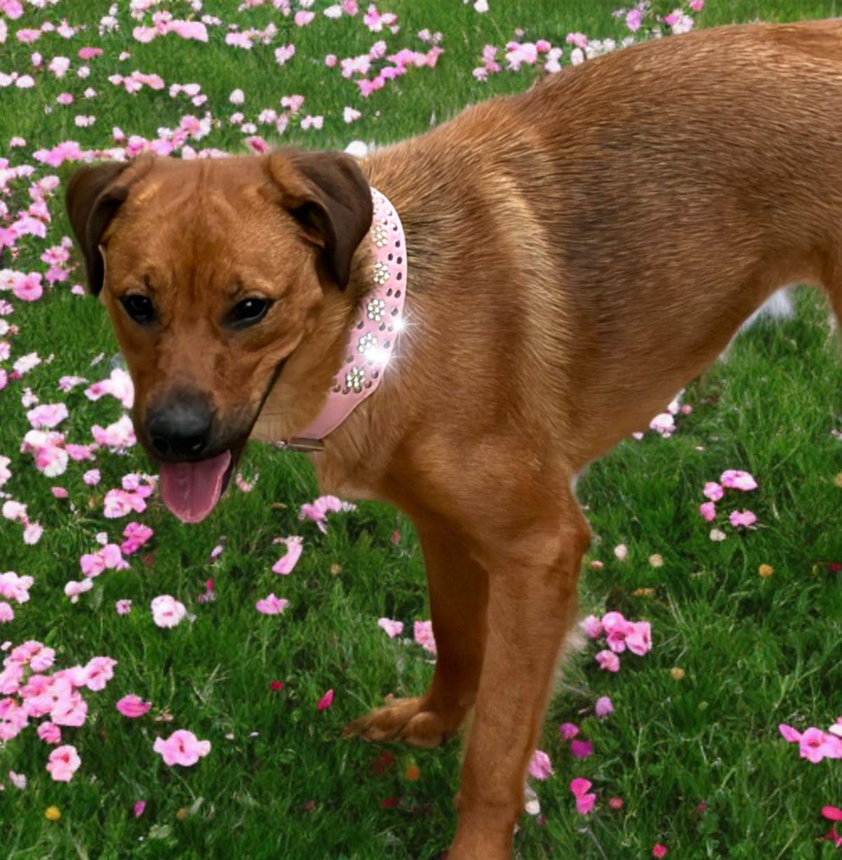 Enlarge Zen, a Adoptable Shepherd in Kingman, AZ image 1/3