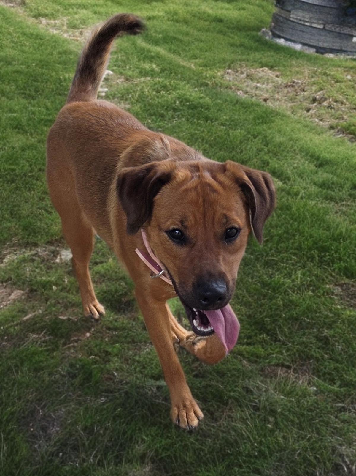 Enlarge Zen, a Adoptable Shepherd in Kingman, AZ image 2/3