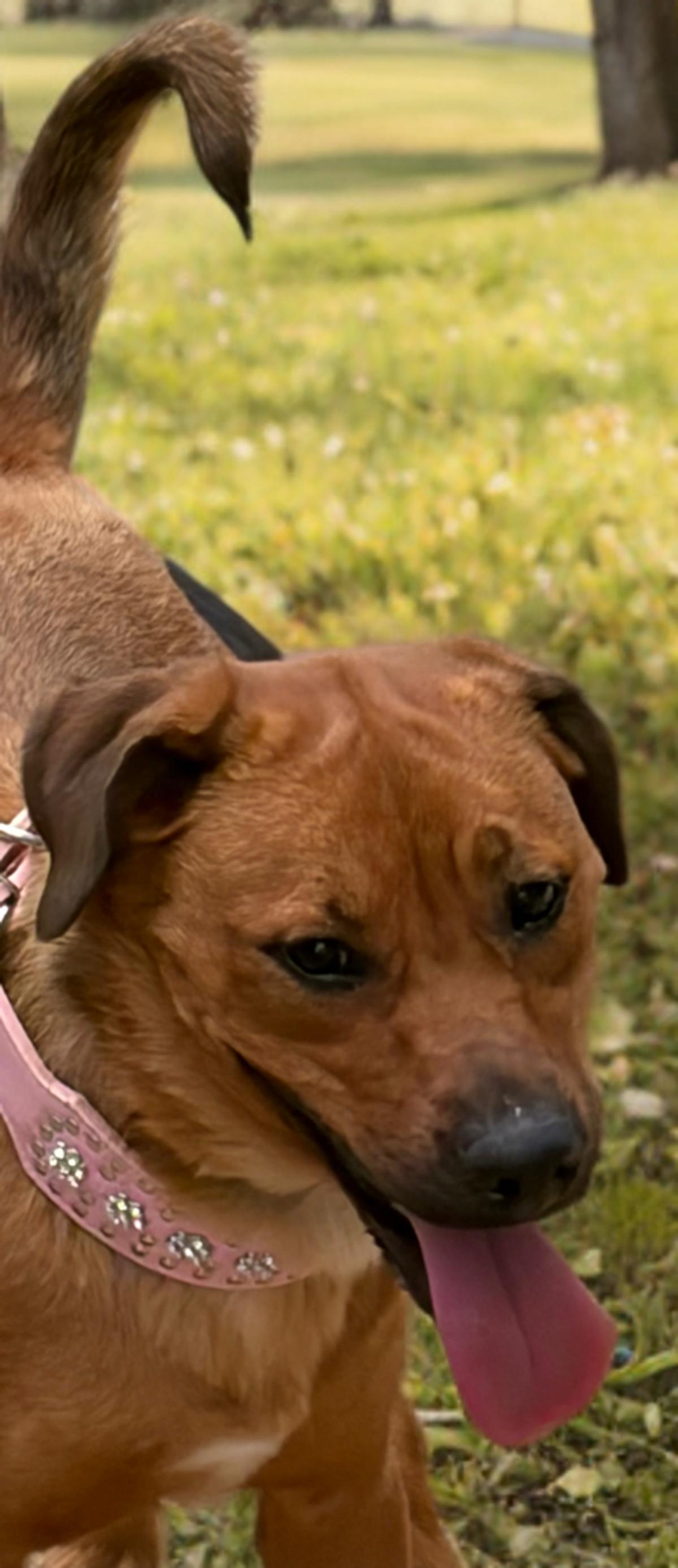 Enlarge Zen, a Adoptable Shepherd in Kingman, AZ image 3/3