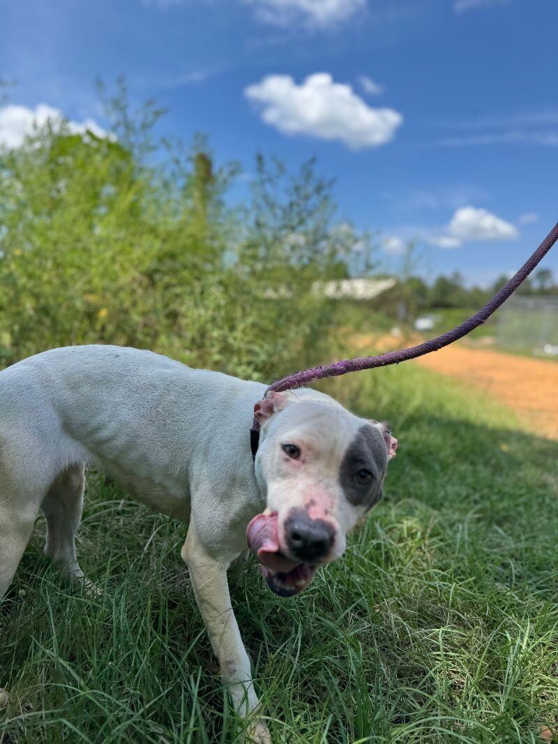 Enlarge Daphne, a Adoptable mixed breed in Thomasville, AL image 2/4