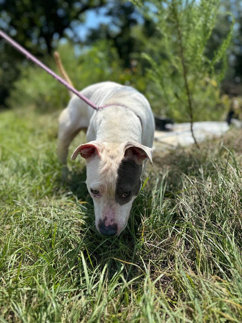 Enlarge Daphne, a Adoptable mixed breed in Thomasville, AL image 4/4