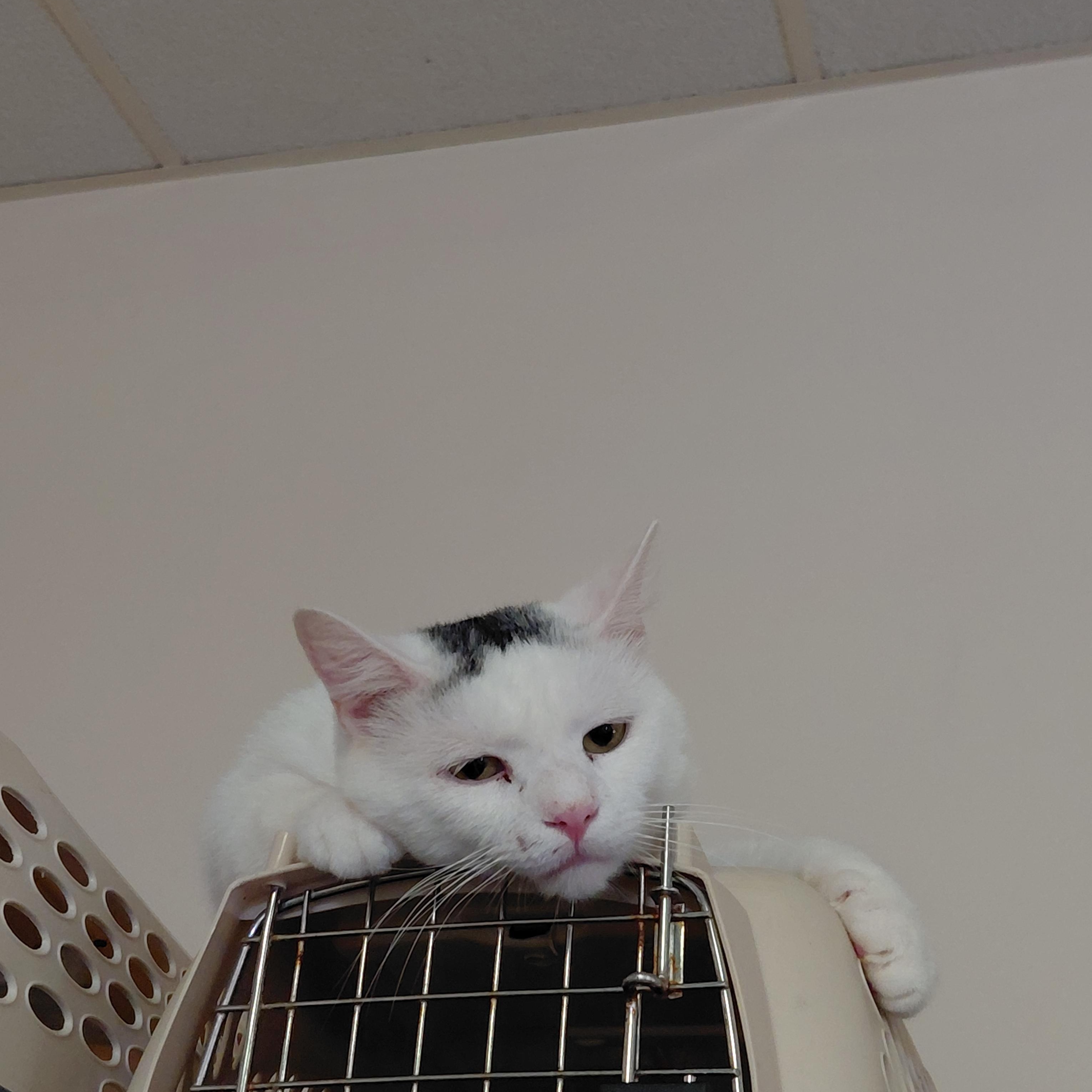 Enlarge Marshall Mathers, a Adoptable mixed breed in Galloway, NJ image 6/6