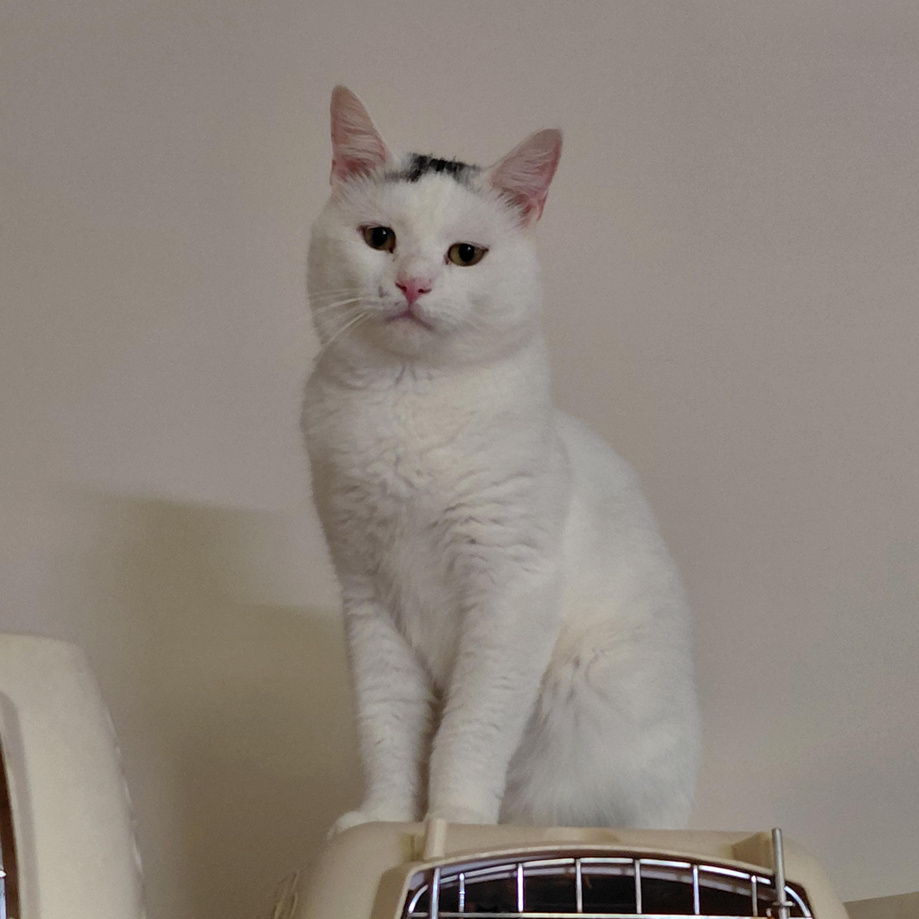 Marshall Mathers, Adoptable, Young Male Turkish Van & Domestic Medium Hair.