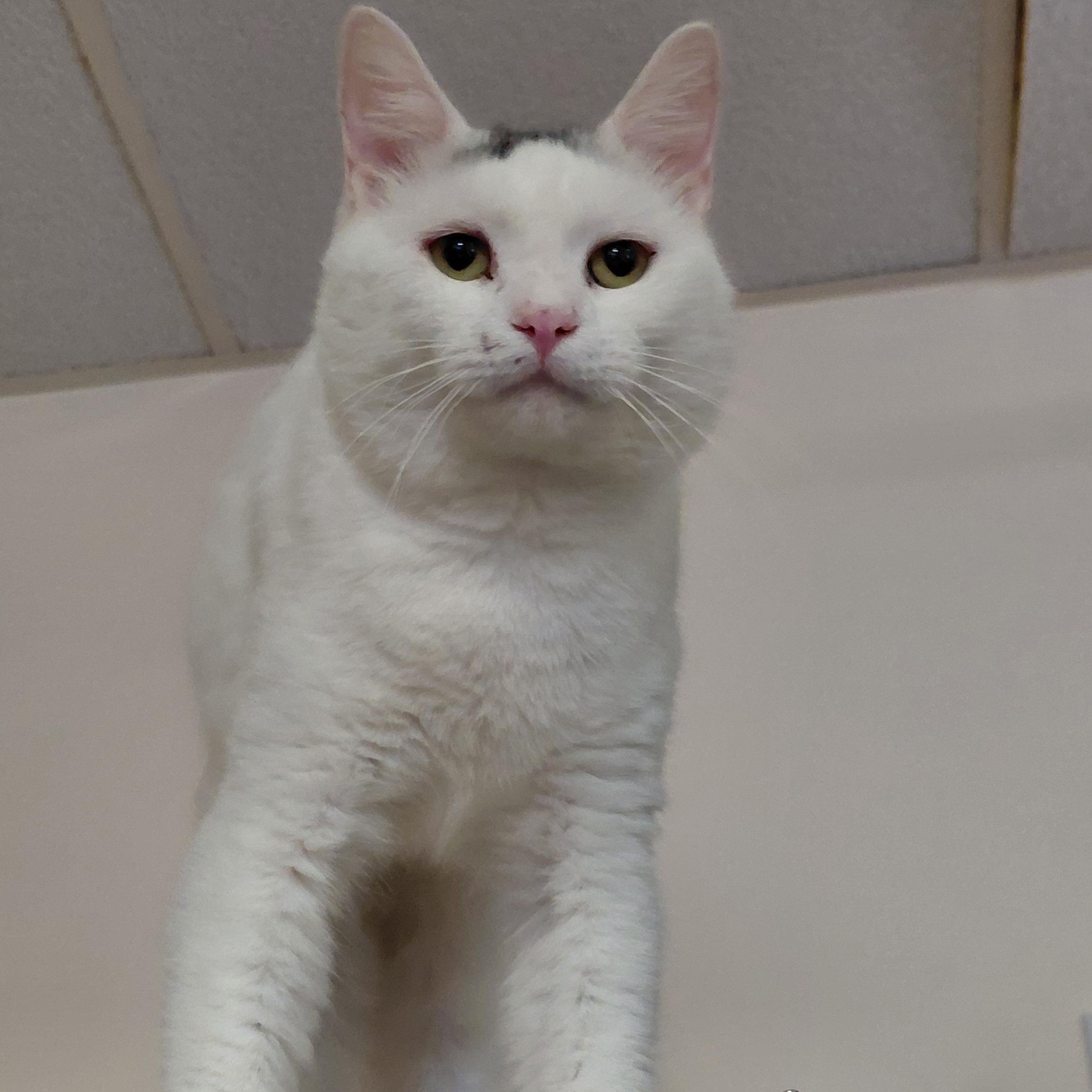 Enlarge Marshall Mathers, a Adoptable mixed breed in Galloway, NJ image 5/6
