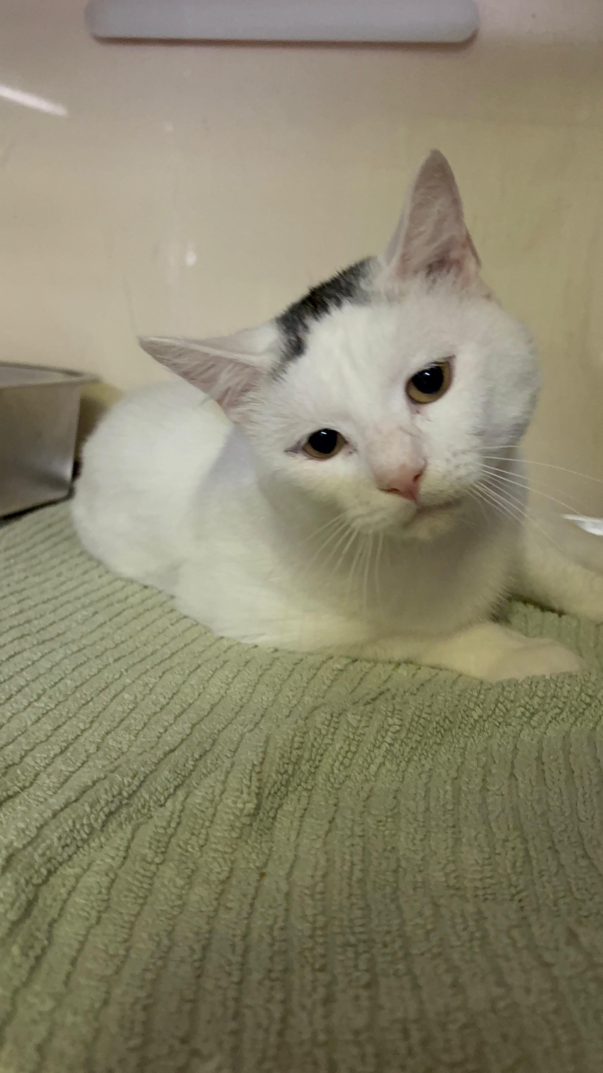 Enlarge Marshall Mathers, a Adoptable mixed breed in Galloway, NJ image 2/6
