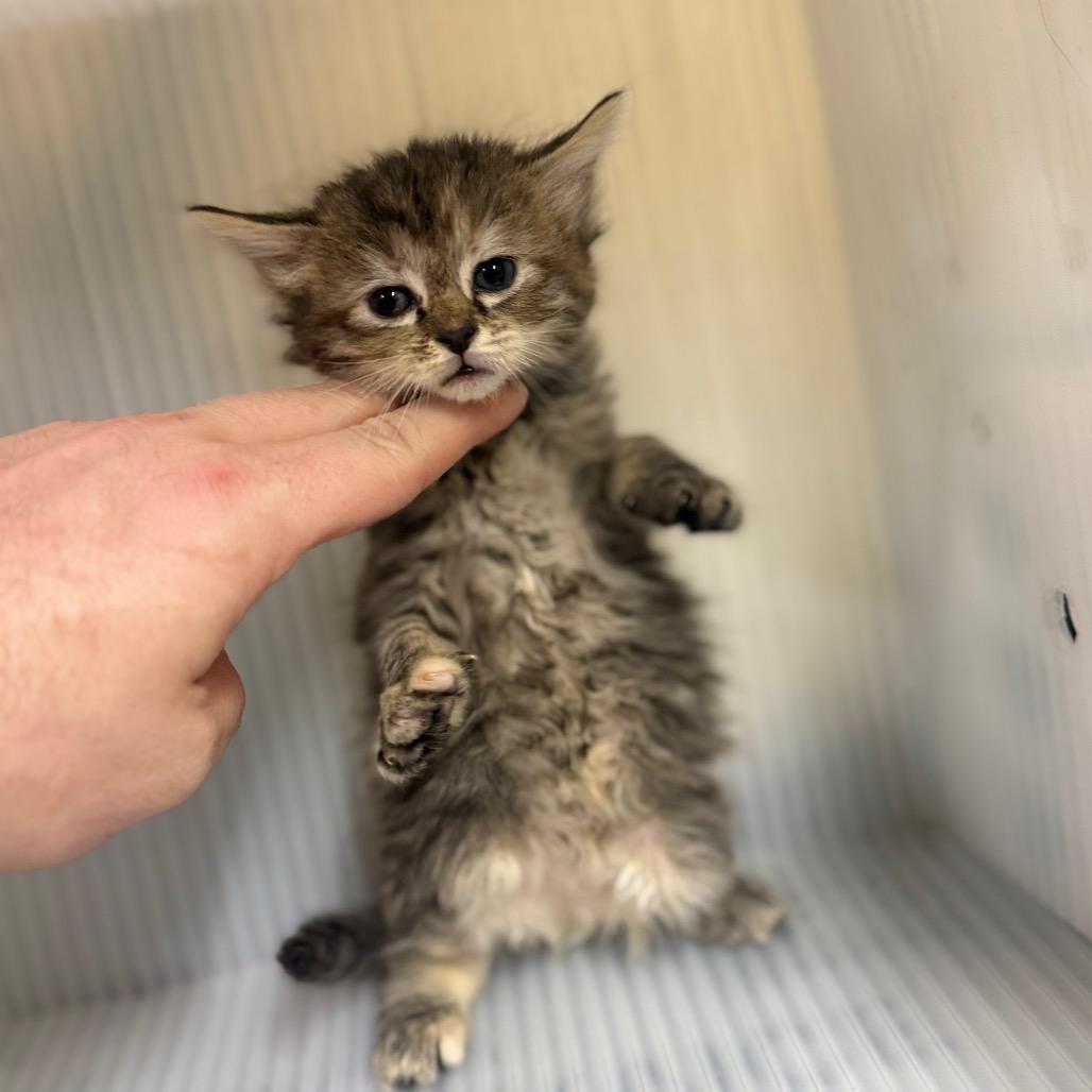 Glamper, Adoptable, Kitten Female Domestic Short Hair.