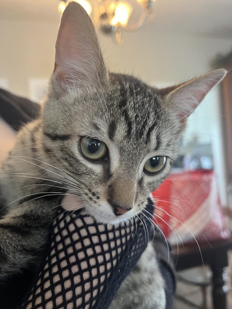 Bucky Barnes, an adopted Tabby in Little River, SC image 4/6
