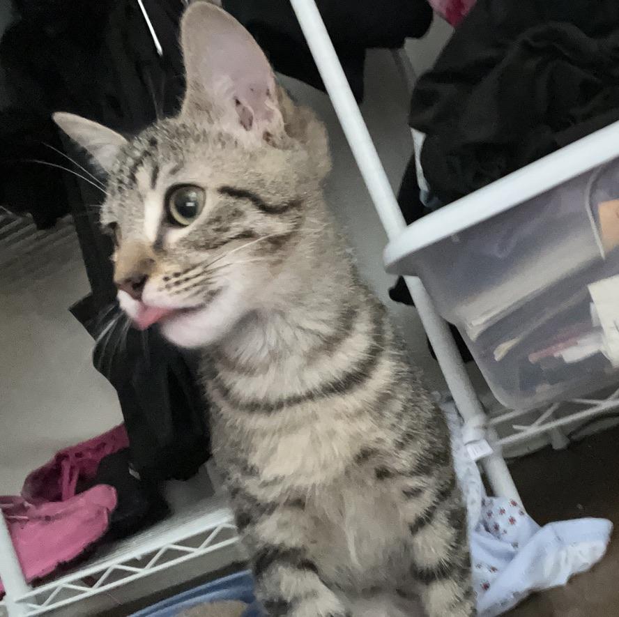Bucky Barnes, an adopted Tabby in Little River, SC image 5/6