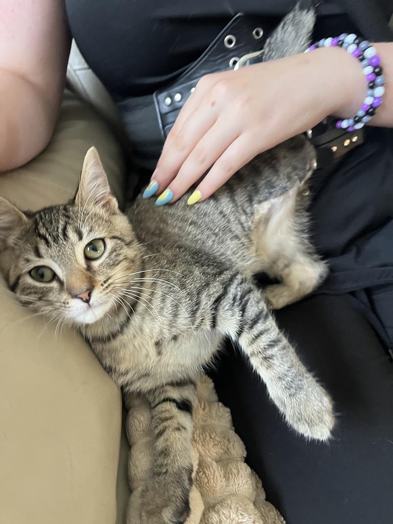 Bucky Barnes, an adopted Tabby in Little River, SC image 2/6