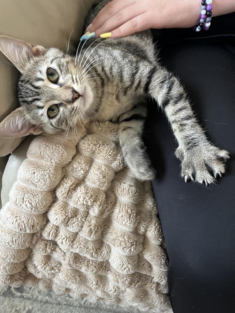 Bucky Barnes, adopted, Kitten Male Tabby.