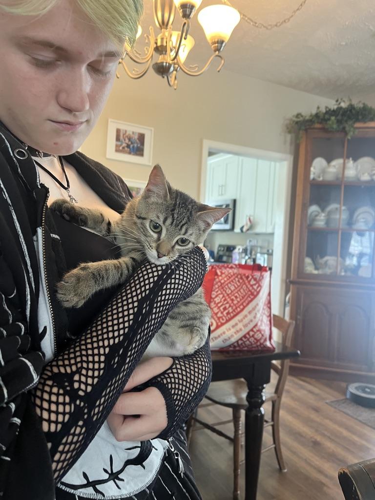 Bucky Barnes, an adopted Tabby in Little River, SC image 3/6