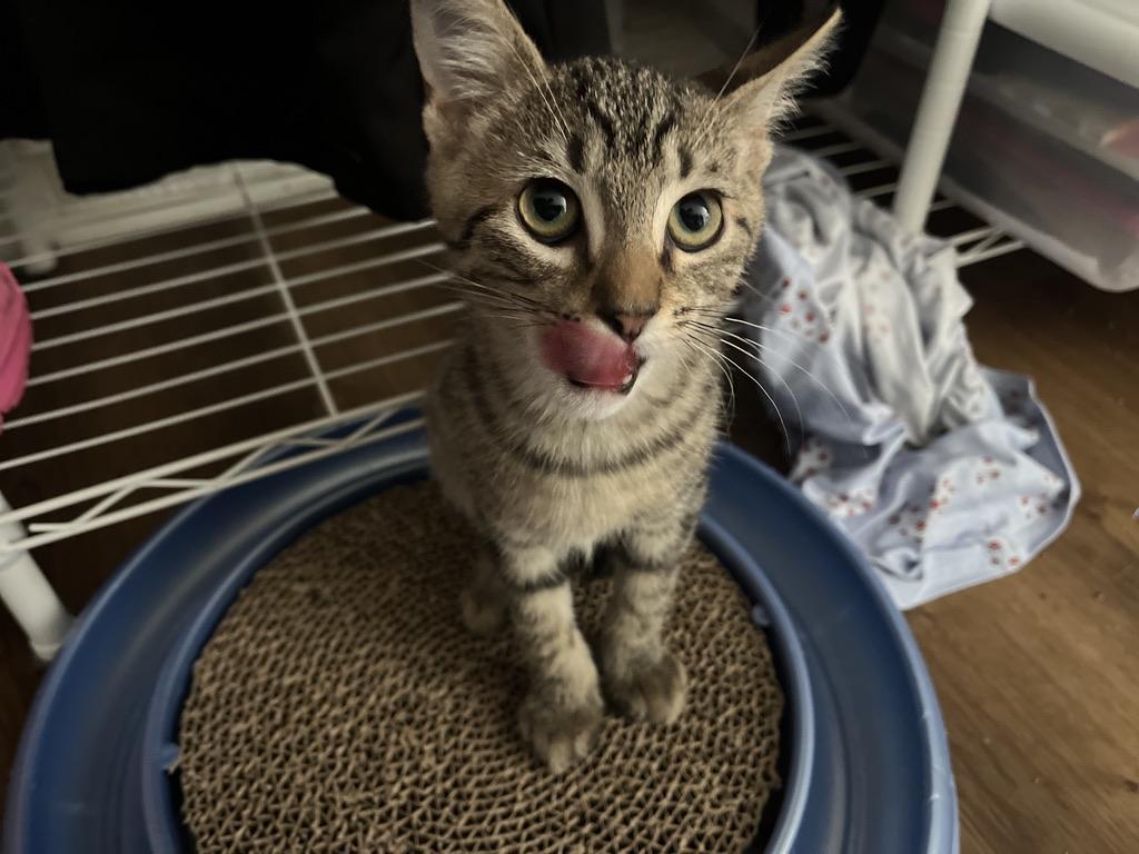 Bucky Barnes, an adopted Tabby in Little River, SC image 6/6