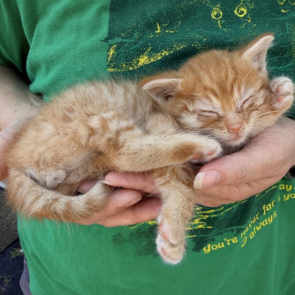 Baby Yoda, Adoptable, Kitten Male American Shorthair.