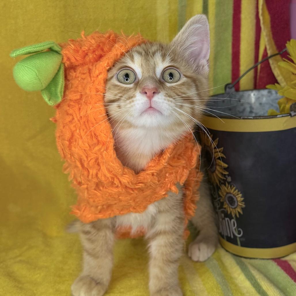 Enlarge Baby Yoda, a Adoptable American Shorthair in Mount Vernon, IL image 2/6