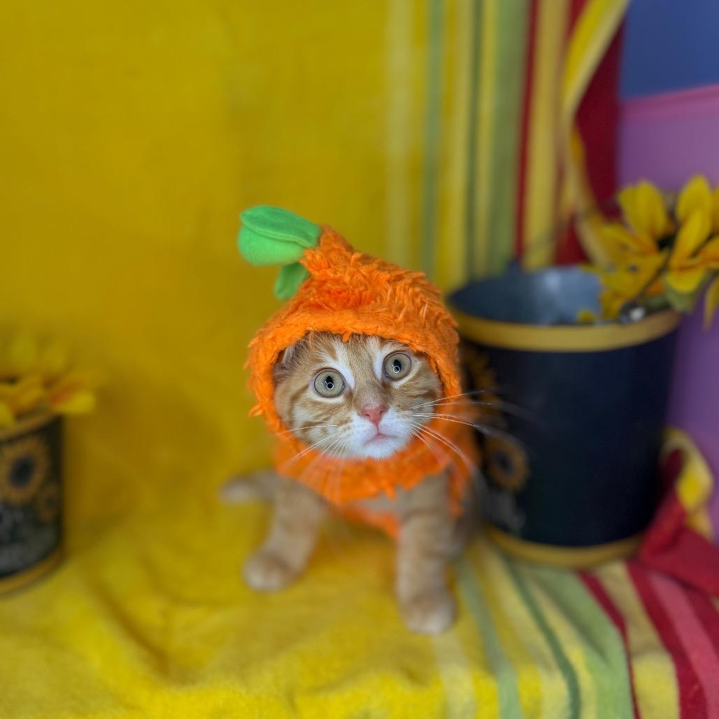 Enlarge Baby Yoda, a Adoptable American Shorthair in Mount Vernon, IL image 3/6