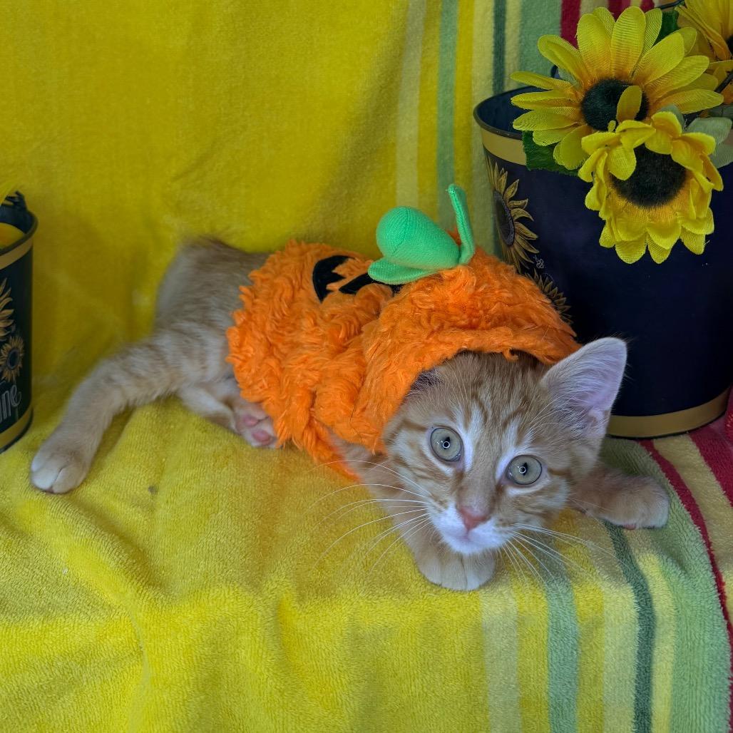 Enlarge Baby Yoda, a Adoptable American Shorthair in Mount Vernon, IL image 4/6