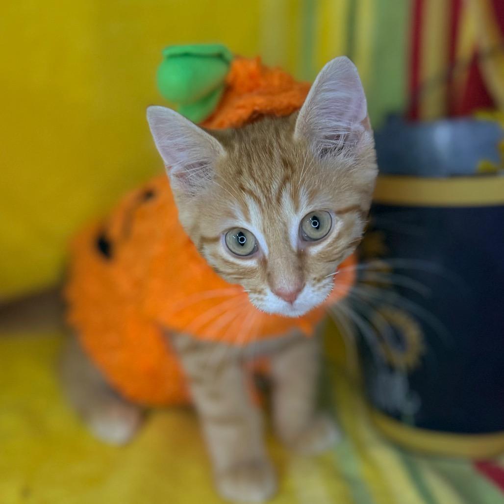 Enlarge Baby Yoda, a Adoptable American Shorthair in Mount Vernon, IL image 5/6