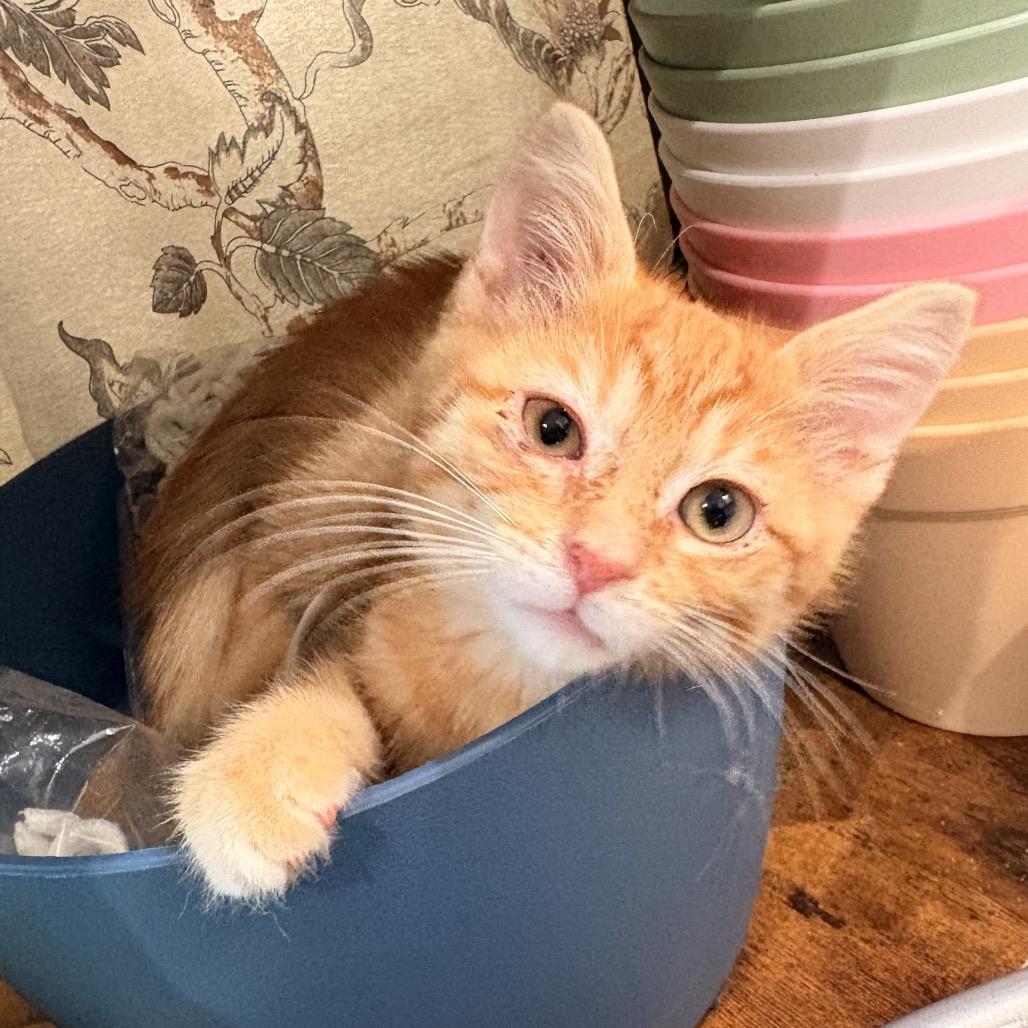 Enlarge Baby Yoda, a Adoptable American Shorthair in Mount Vernon, IL image 6/6