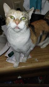 Bubbles, Adoptable, Young Female Domestic Short Hair.