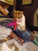 Bubbles, an adoptable Domestic Short Hair in Heath, OH, 43056 | Photo Image 2
