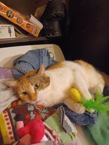 Bubbles, a Adoptable Domestic Short Hair in Heath, OH image 3/7