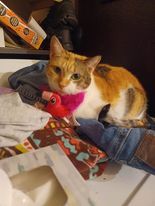 Bubbles, a Adoptable Domestic Short Hair in Heath, OH image 4/7