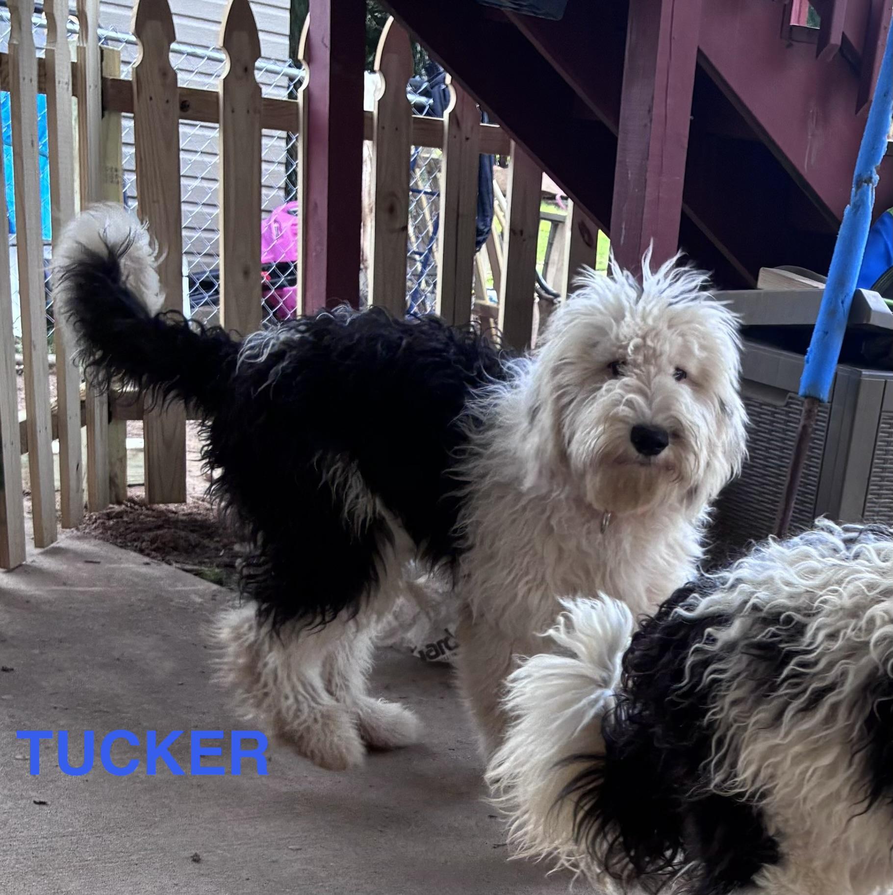 Enlarge Tucker, an adopted Sheepadoodle in Lincoln University, PA image 1/2
