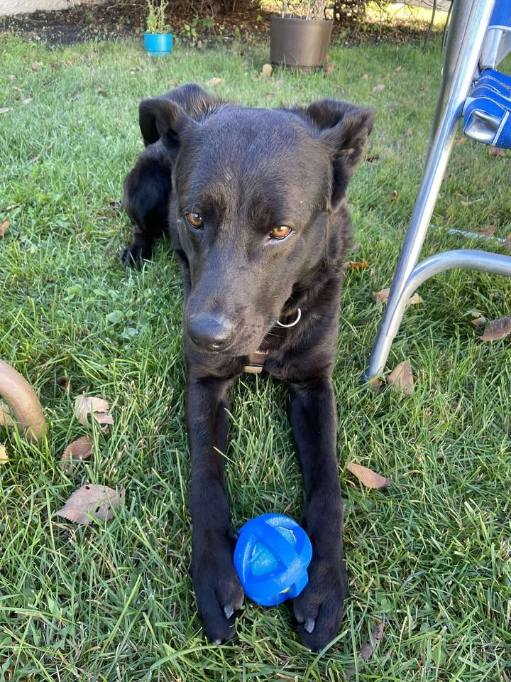 Dallas, an adoptable Labrador Retriever in Winnipeg, MB, R3E 3N8 | Photo Image 4