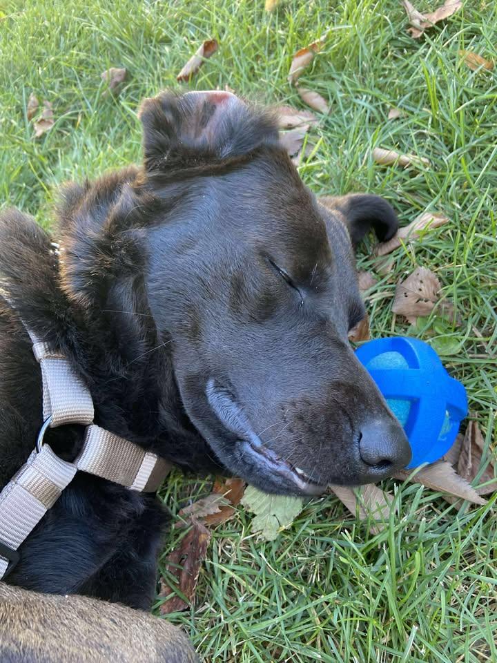 Dallas, an adoptable Labrador Retriever in Winnipeg, MB, R3E 3N8 | Photo Image 5