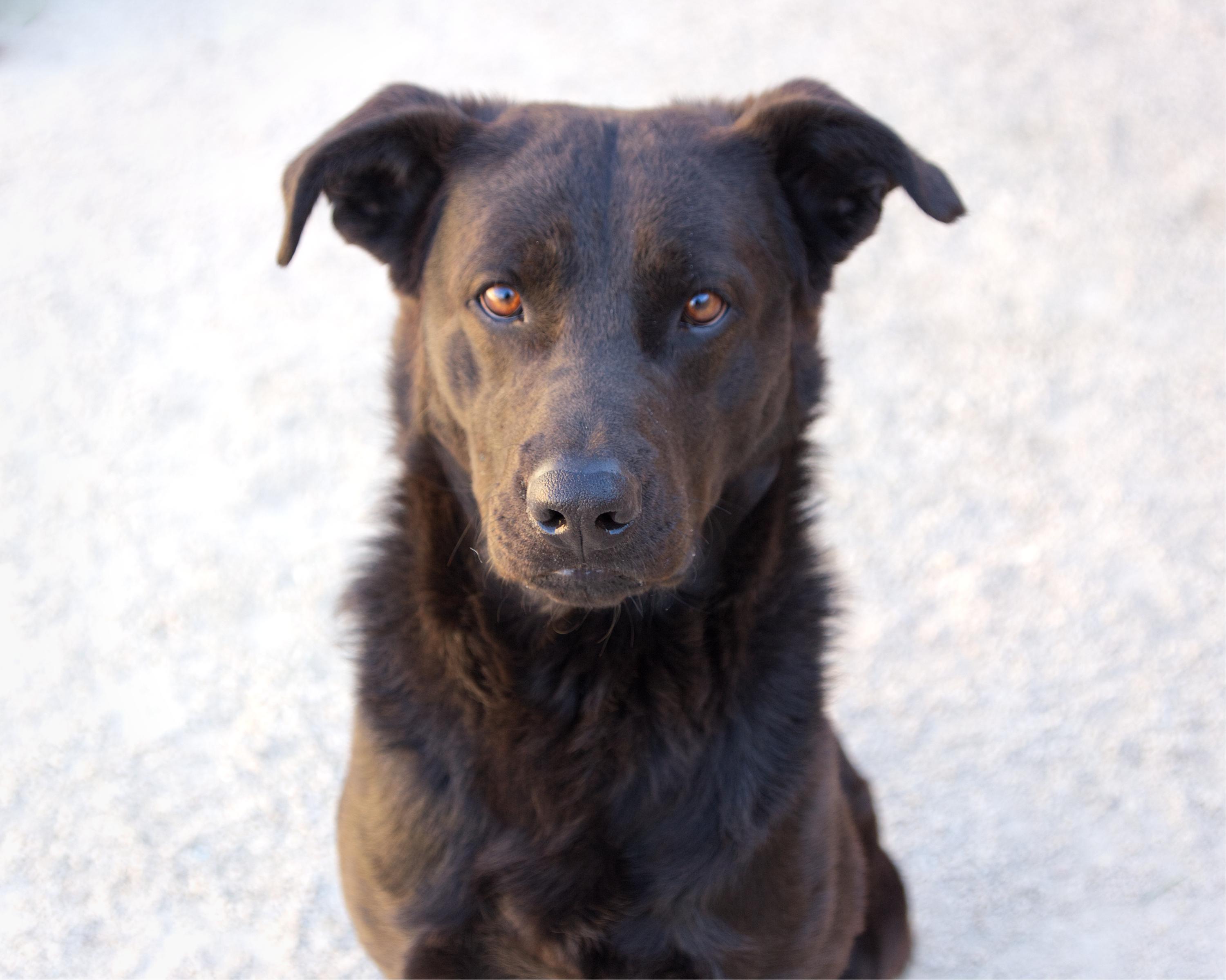 Dallas, an adoptable Labrador Retriever in Winnipeg, MB, R3E 3N8 | Photo Image 1
