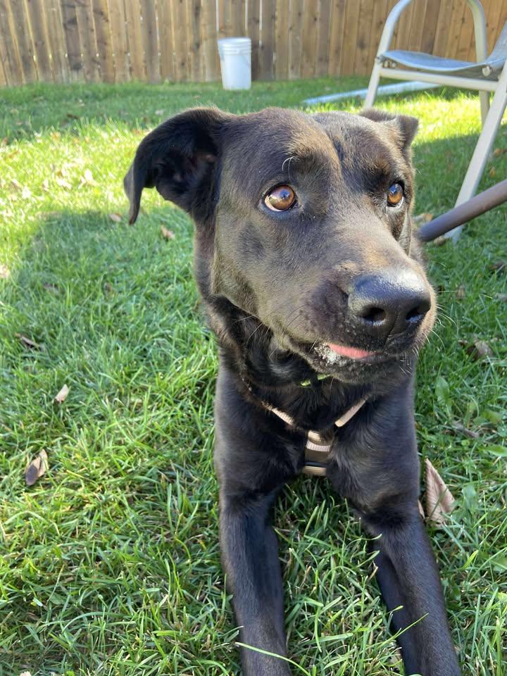 Dallas, an adoptable Labrador Retriever in Winnipeg, MB, R3E 3N8 | Photo Image 6