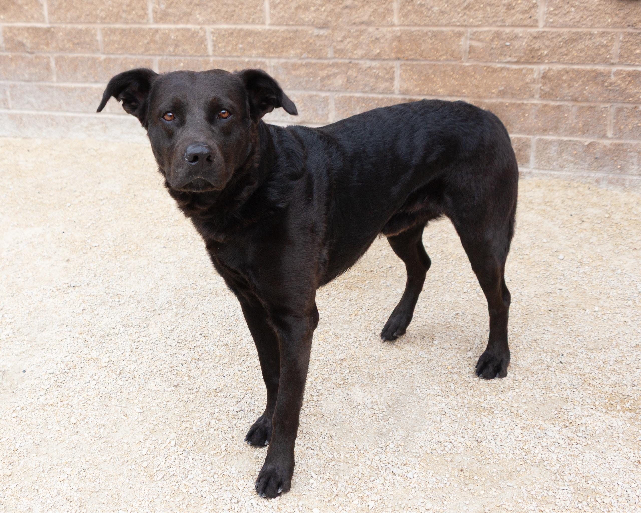 Dallas, an adoptable Labrador Retriever in Winnipeg, MB, R3E 3N8 | Photo Image 2