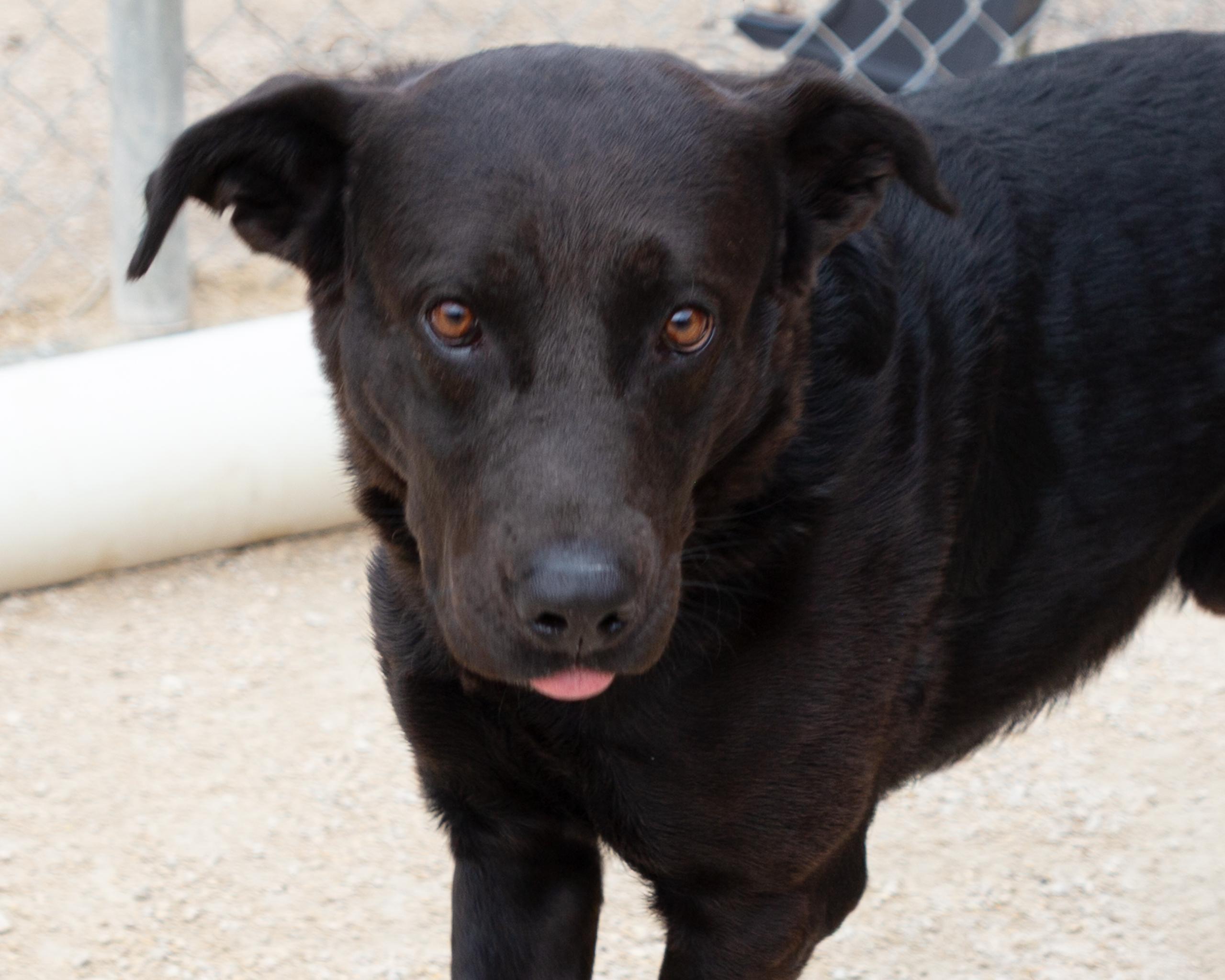 Dallas, an adoptable Labrador Retriever in Winnipeg, MB, R3E 3N8 | Photo Image 1