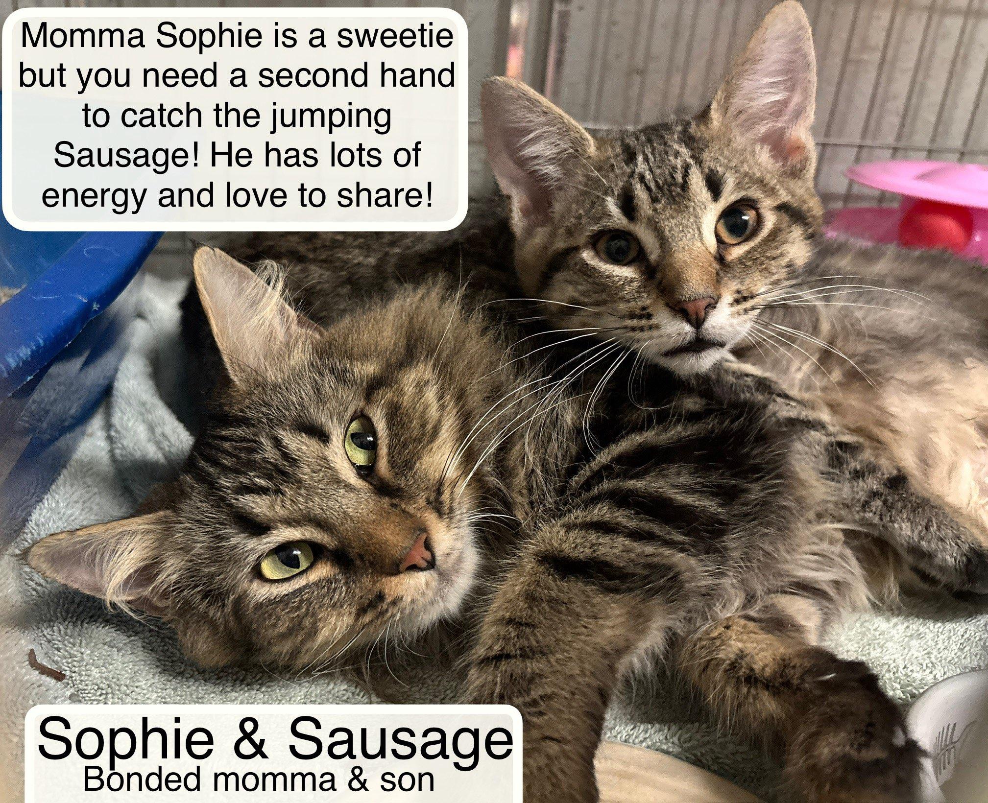 Sausage and Sophia , ADOPTABLE, Kitten Male Domestic Short Hair.