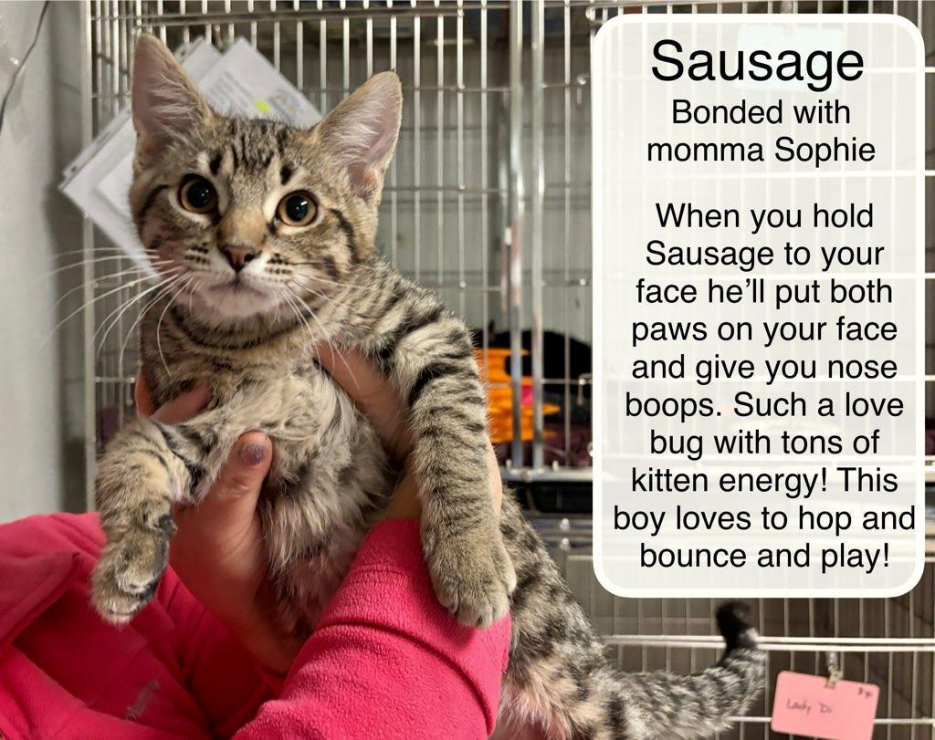 Sausage and Sophia , ADOPTABLE, Kitten Male Domestic Short Hair.