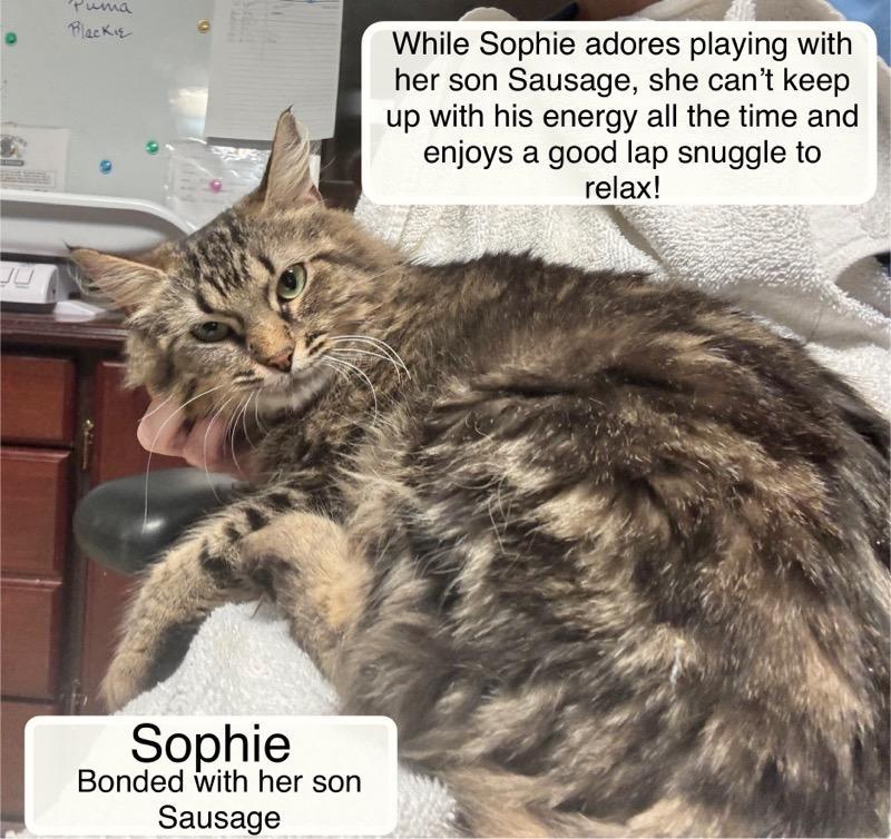 Enlarge Sausage and Sophia , a ADOPTABLE Domestic Short Hair in Ellicott City, MD image 5/6