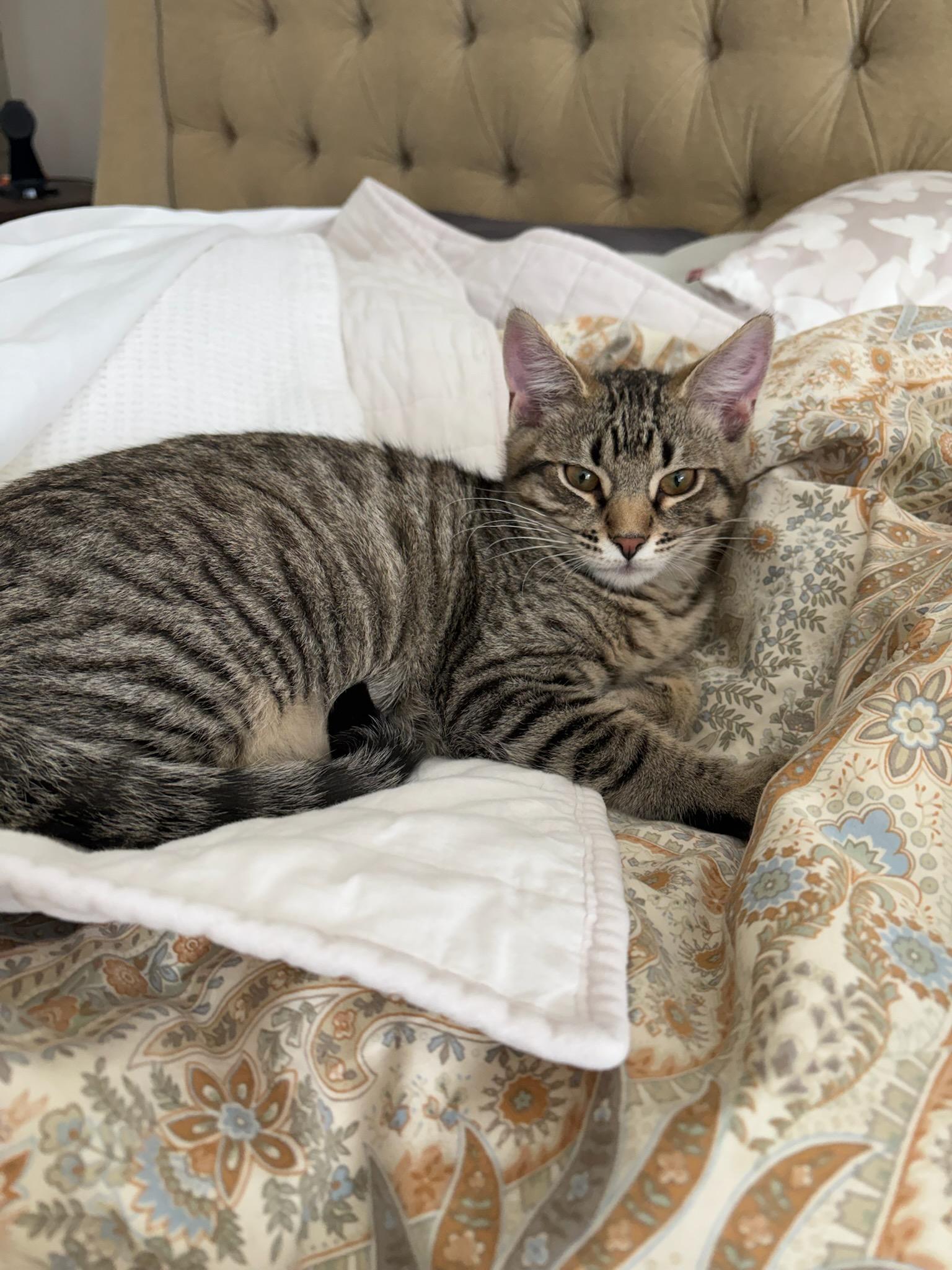 Enlarge Sausage and Sophia , a ADOPTABLE Domestic Short Hair in Ellicott City, MD image 1/6