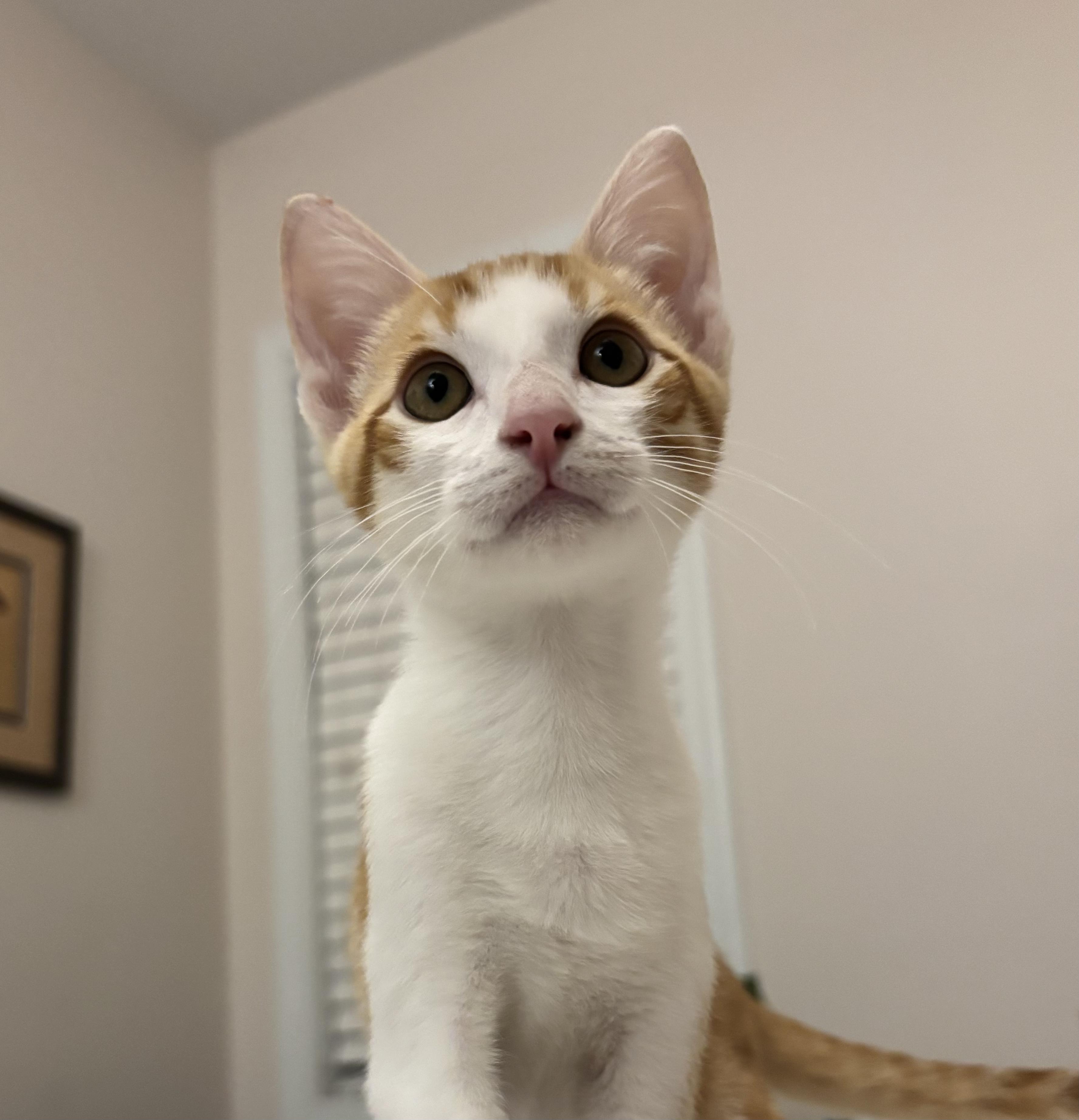 Enlarge Crunchwrap Supreme, a Adoptable Domestic Short Hair in Woodbine, MD image 5/6