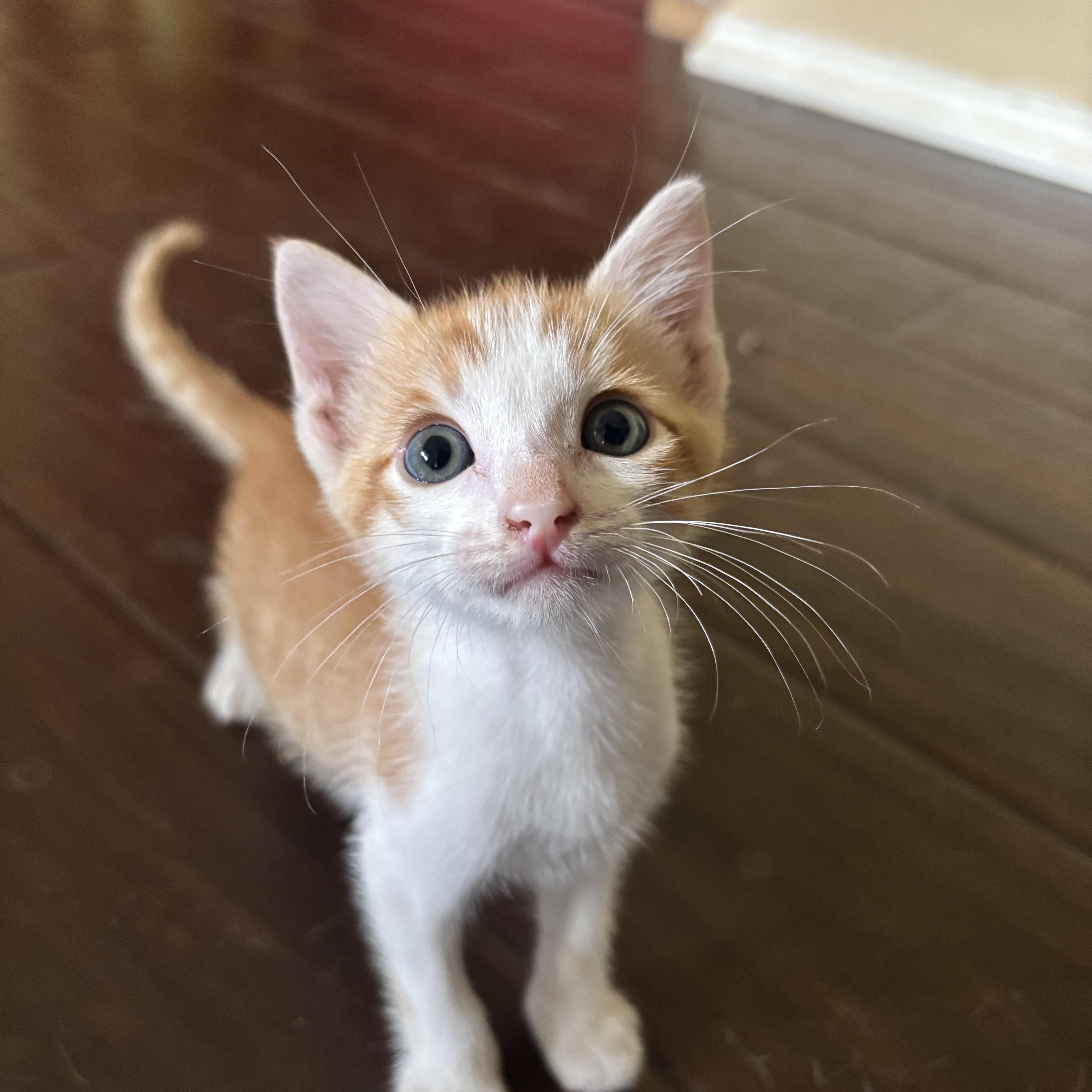 Enlarge Crunchwrap Supreme, a Adoptable Domestic Short Hair in Woodbine, MD image 1/6