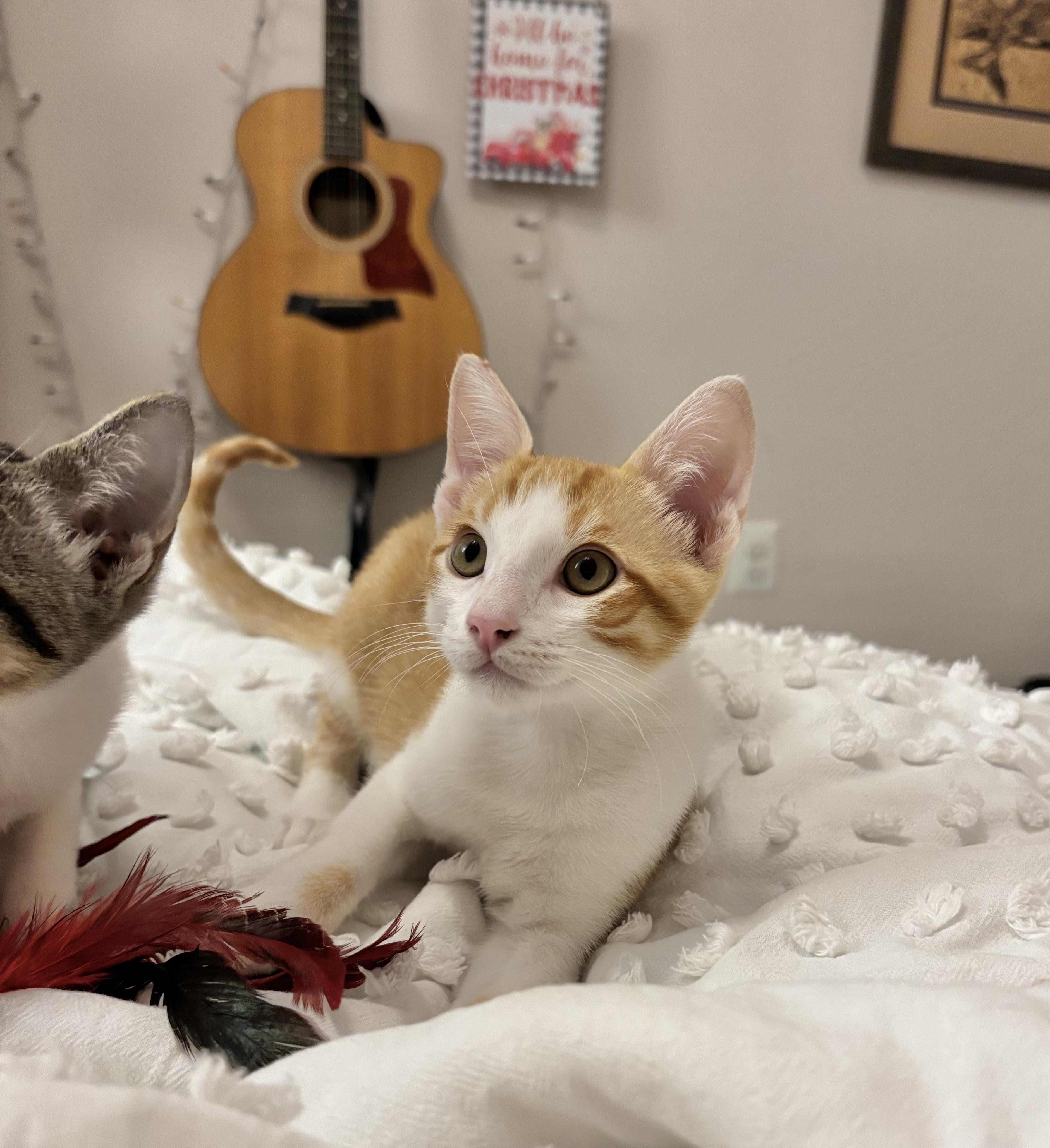 Enlarge Crunchwrap Supreme, a Adoptable Domestic Short Hair in Woodbine, MD image 6/6