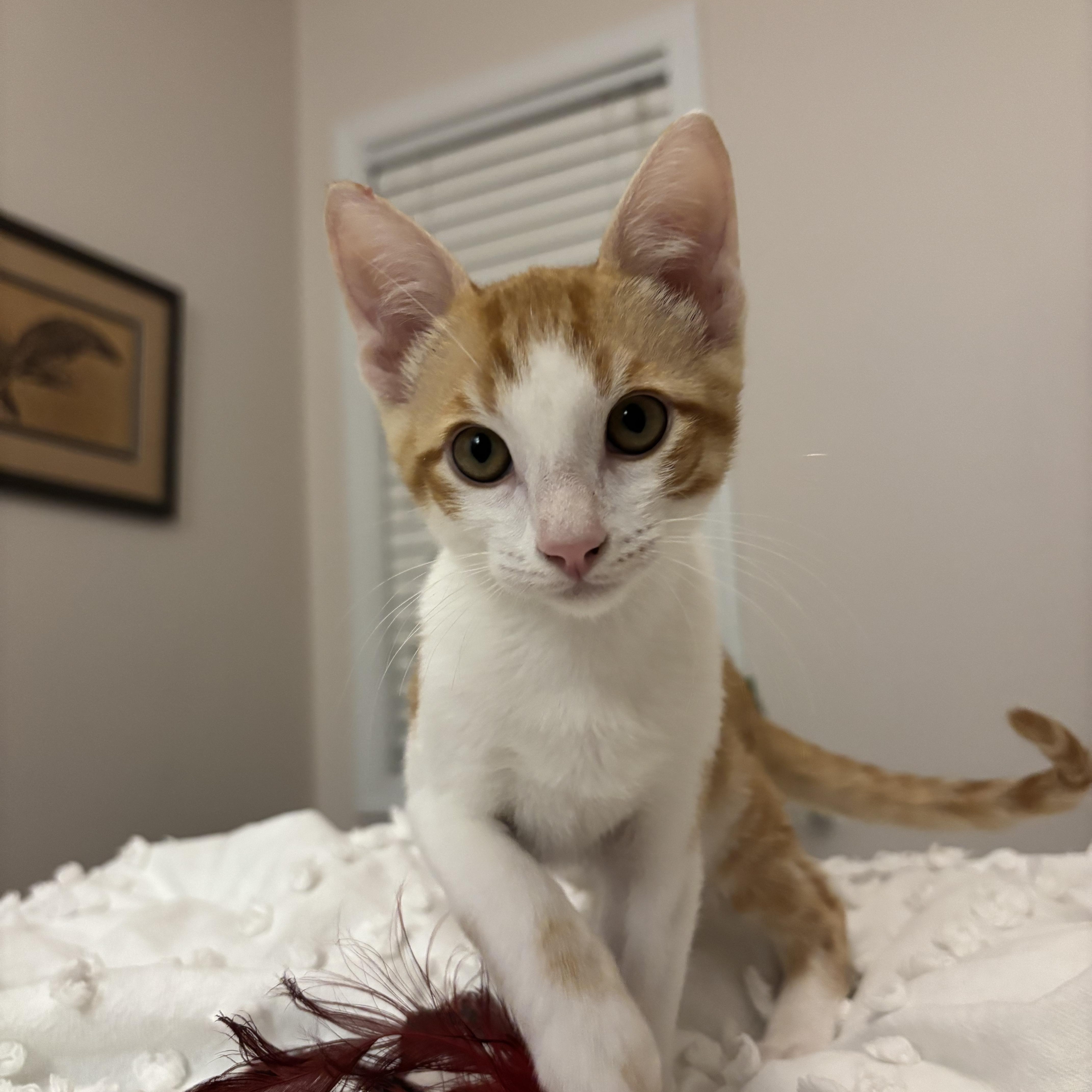 Enlarge Crunchwrap Supreme, a Adoptable Domestic Short Hair in Woodbine, MD image 4/6