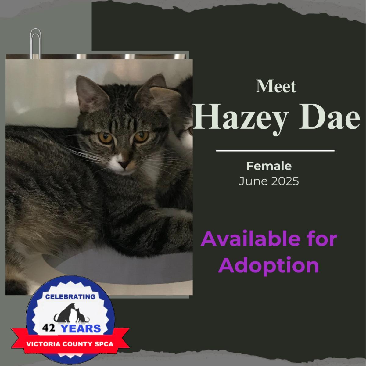 Hazey Dae, Adoptable, Adult Female Domestic Short Hair.