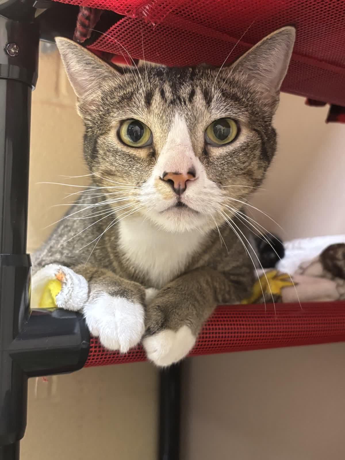 Enlarge Phillip, a Adoptable Domestic Short Hair in Pueblo, CO image 1/3