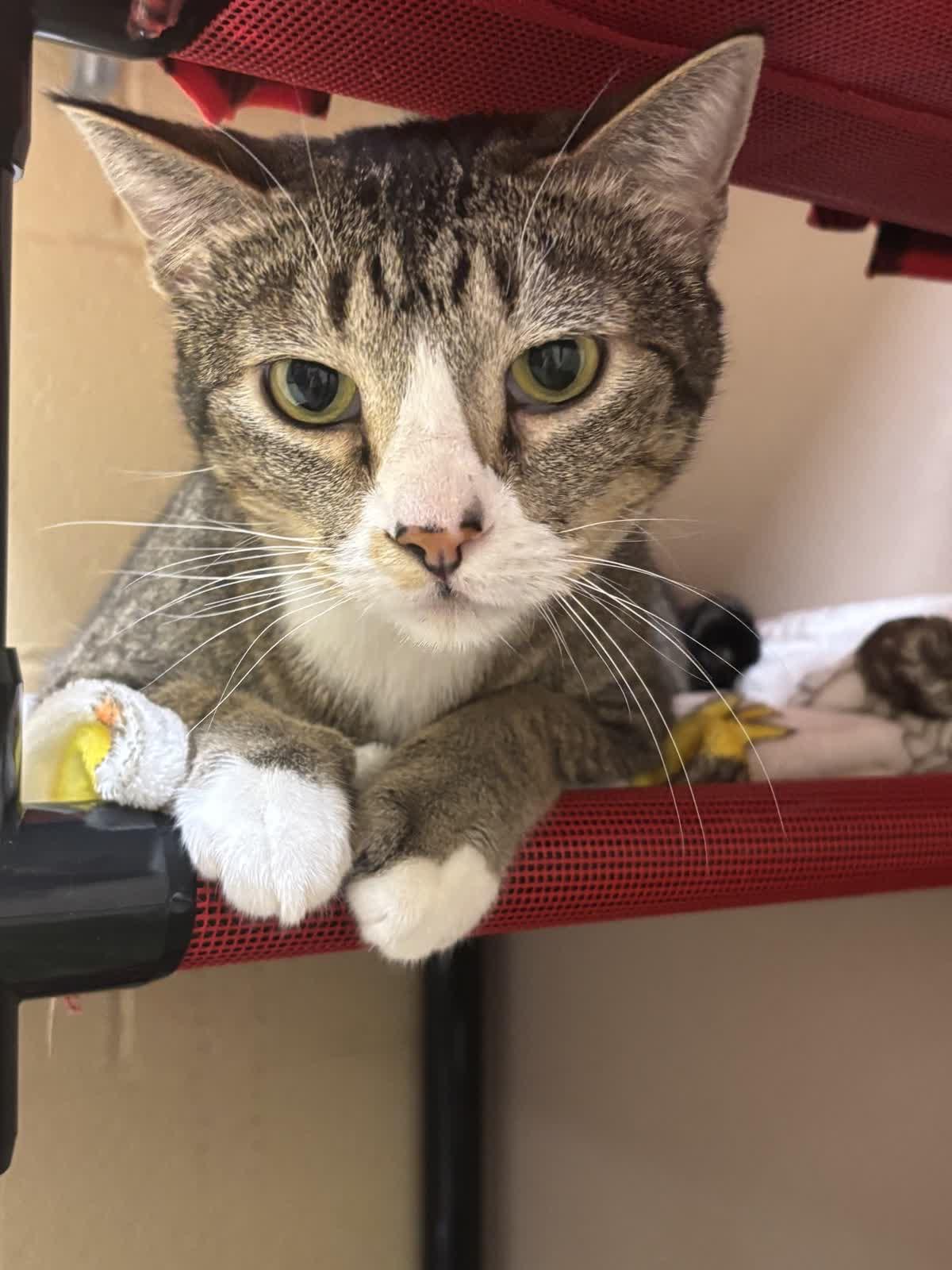 Enlarge Phillip, a Adoptable Domestic Short Hair in Pueblo, CO image 2/3